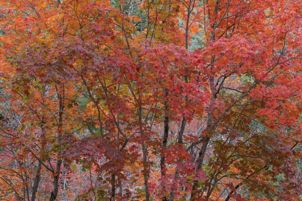 Texas, Guadalupe Mtains NP Bigtooth maple trees art print by Don Paulson for $57.95 CAD