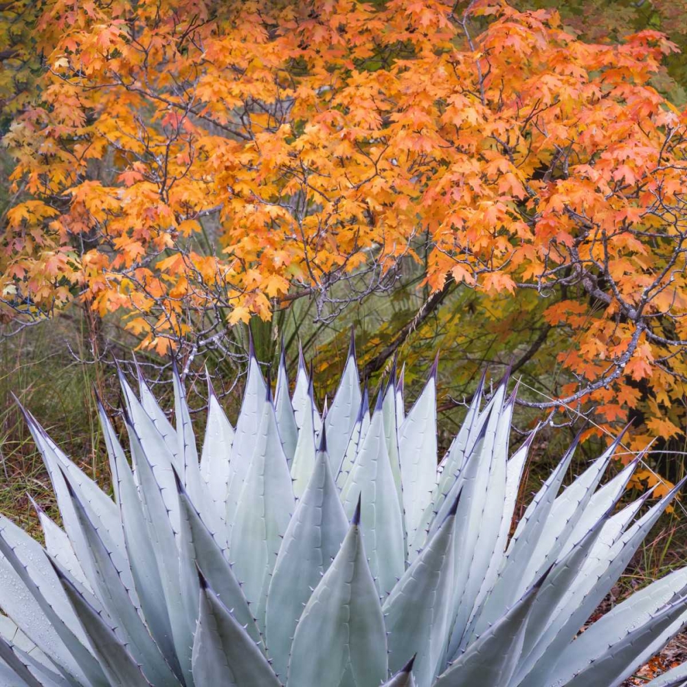 Texas, Guadalupe Mountains NP McKittrick Canyon art print by Don Paulson for $57.95 CAD