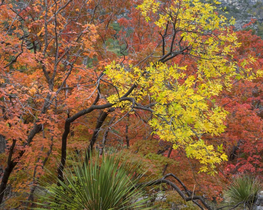 TX, Guadalupe Mts NP Bigtooth maples in fall art print by Don Paulson for $57.95 CAD