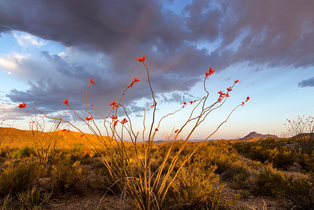 Ocotillo in Bloom At Sunrise art print by Chuck Haney for $57.95 CAD