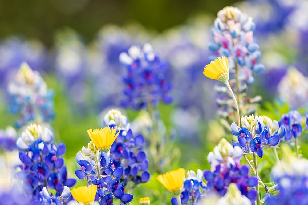 Johnson City-Texas-USA-Bluebonnet wildflowers in the Texas Hill Country art print by Emily Wilson for $57.95 CAD