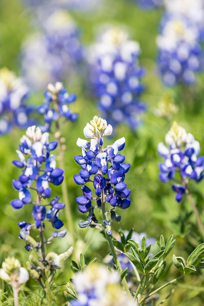 Johnson City-Texas-USA-Bluebonnet wildflowers in the Texas Hill Country art print by Emily Wilson for $57.95 CAD