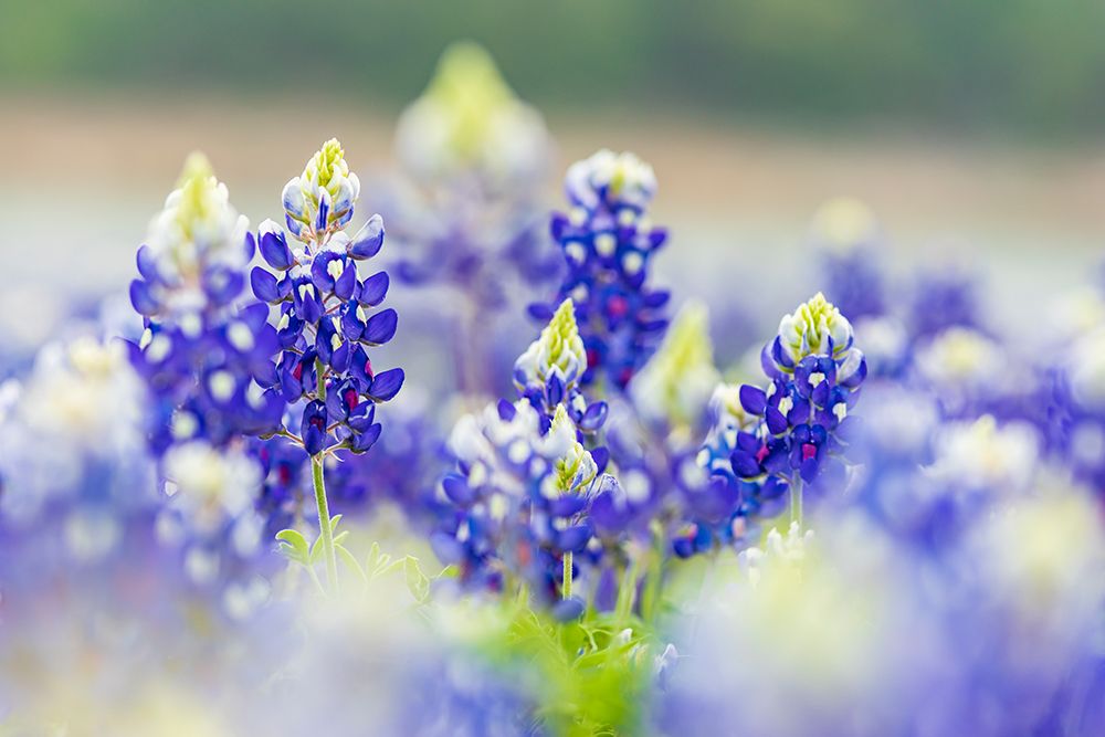 Spicewood-Texas-USA-Bluebonnet wildflowers in the Texas Hill Country art print by Emily Wilson for $57.95 CAD