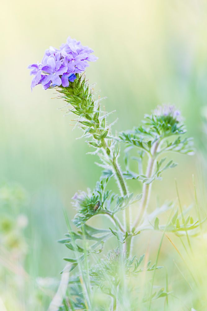 Lampasas-Texas-USA-Prairie Verbena wildflowers in the Texas Hill Country art print by Emily Wilson for $57.95 CAD