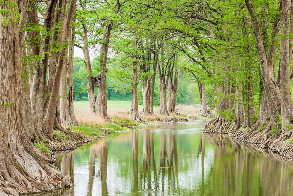 Waring-Texas-USA-Trees along the Guadalupe River in the Texas Hill Country art print by Emily Wilson for $57.95 CAD