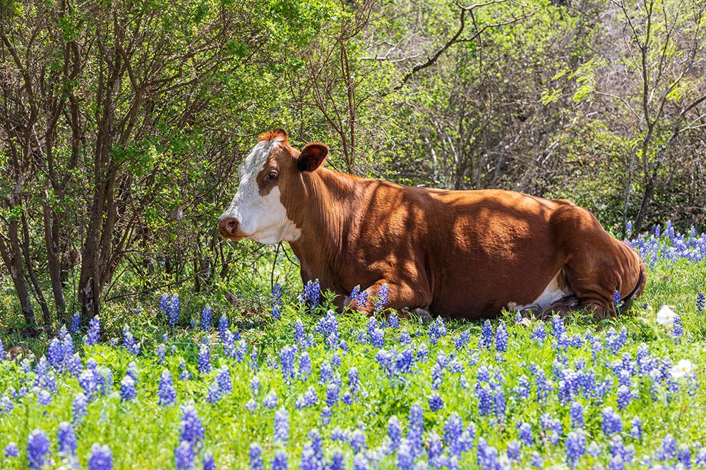 Johnson City-Texas-USA-Cow in bluebonnet wildflowers in the Texas Hill Country art print by Emily Wilson for $57.95 CAD