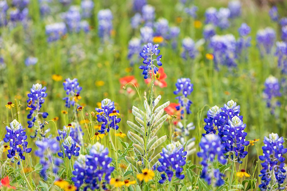 Llano-Texas-USA-Bluebonnet and other wildflowers in the Texas Hill Country art print by Emily Wilson for $57.95 CAD