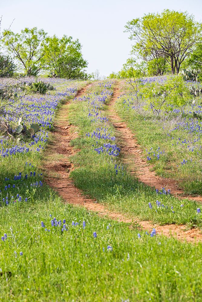 Llano-Texas-USA-Two rut road through bluebonnets in the Texas Hill Country art print by Emily Wilson for $57.95 CAD