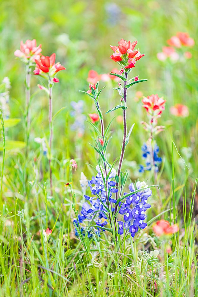 Llano-Texas-USA-Indian Paintbrush and Bluebonnet wildflowers in the Texas Hill Country art print by Emily Wilson for $57.95 CAD