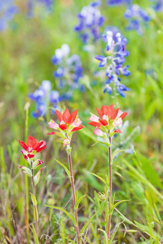 Llano-Texas-USA-Indian Paintbrush and Bluebonnet wildflowers in the Texas Hill Country art print by Emily Wilson for $57.95 CAD