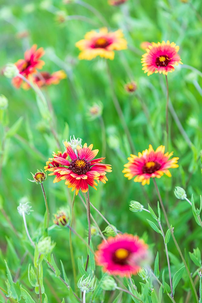 Llano-Texas-USA-Indian Blanket wildflowers in the Texas Hill Country art print by Emily Wilson for $57.95 CAD
