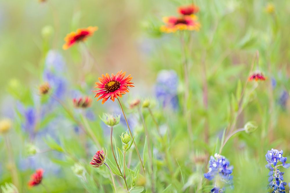 Llano-Texas-USA-Indian Blanket and Bluebonnet wildflowers in the Texas Hill Country art print by Emily Wilson for $57.95 CAD