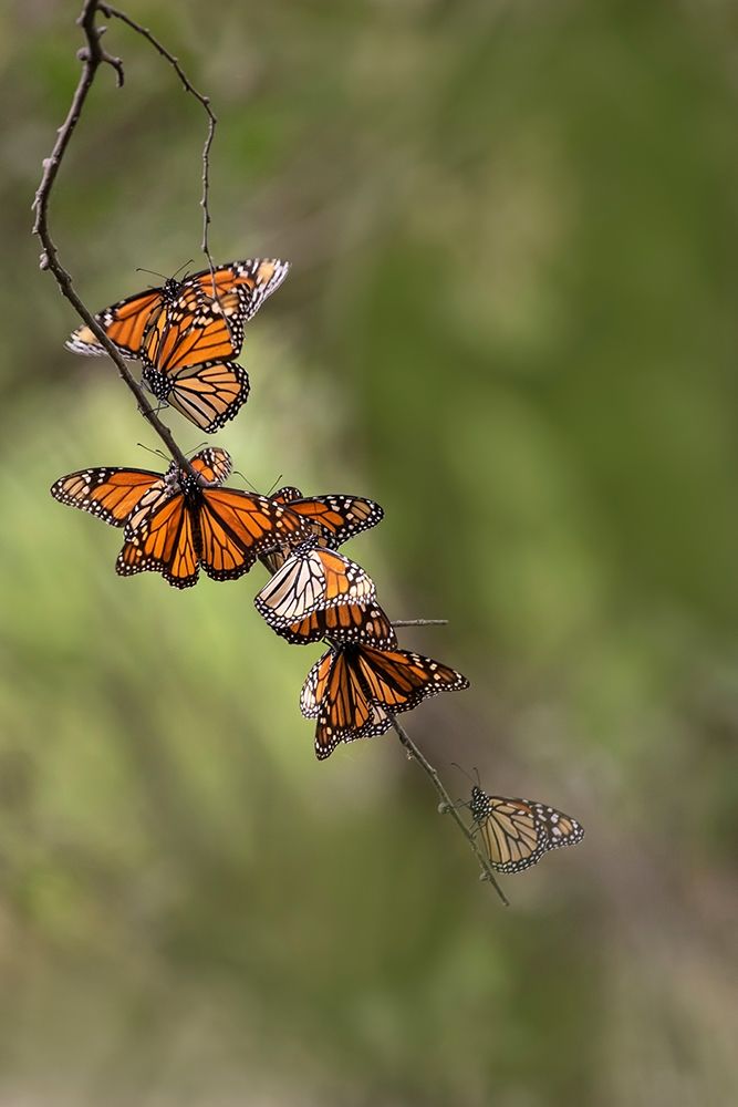 Monarch (Danaus Plexippus) roosting art print by Larry Ditto for $57.95 CAD