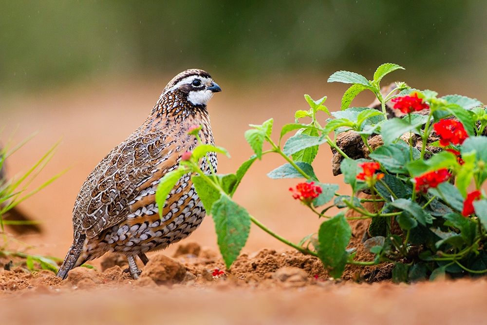 Northern bobwhite (Colinus virginianus) foraging art print by Larry Ditto for $57.95 CAD