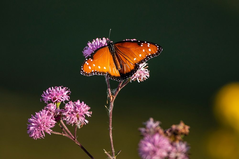 Queen (Danaus gilippus) feeding at aster flowers art print by Larry Ditto for $57.95 CAD