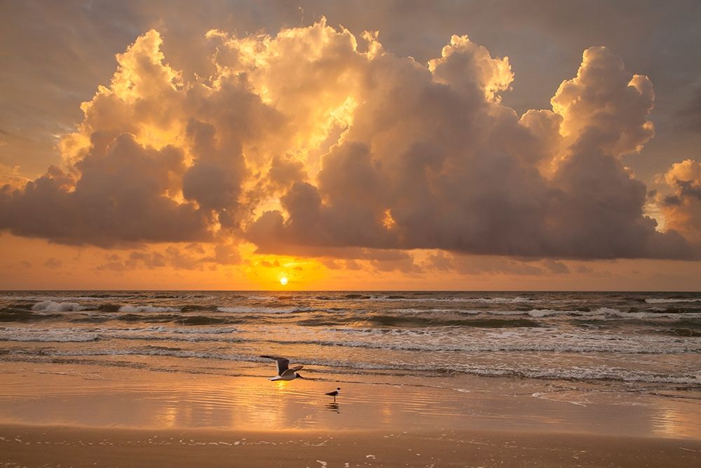 Sunrise on Gulf of Mexico at South Padre Island art print by Larry Ditto for $57.95 CAD