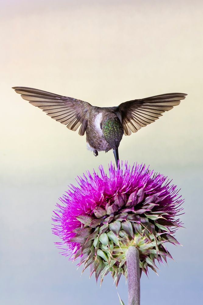 Black-chinned Hummingbird (Archilochus alexandri) feeding at thistle flowers art print by Larry Ditto for $57.95 CAD