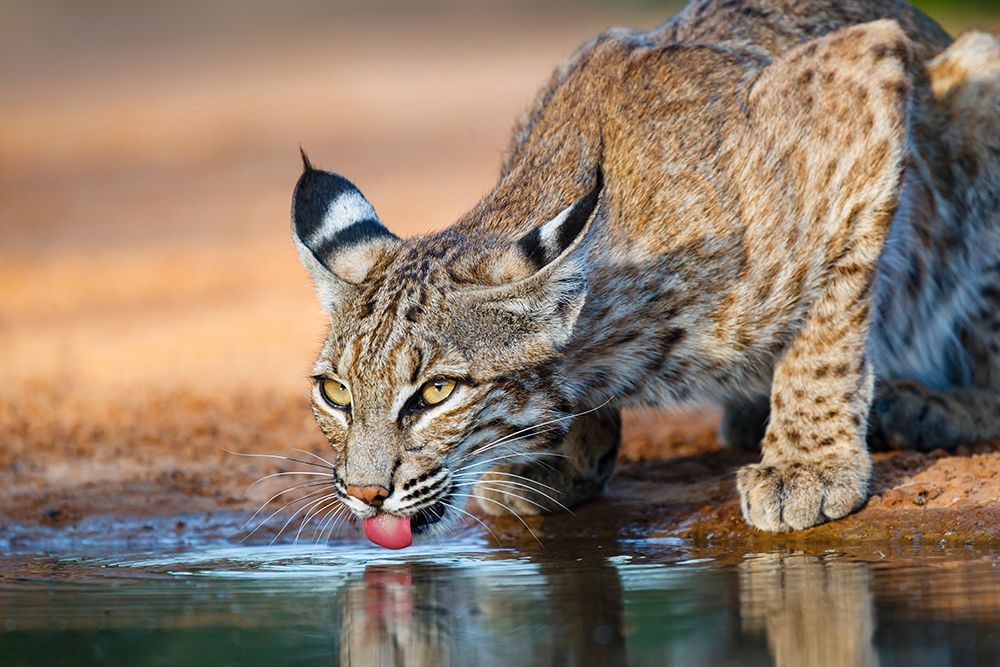Bobcat (Lynx rufus) drinking art print by Larry Ditto for $57.95 CAD
