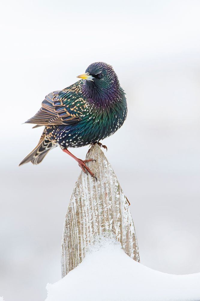 European Starling (Sturnus vulgaris) on picket fence art print by Larry Ditto for $57.95 CAD