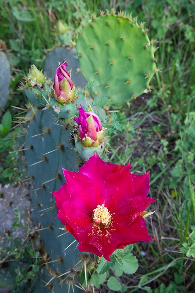 Prickly Pear Cactus (Opuntia sp) blooming art print by Larry Ditto for $57.95 CAD