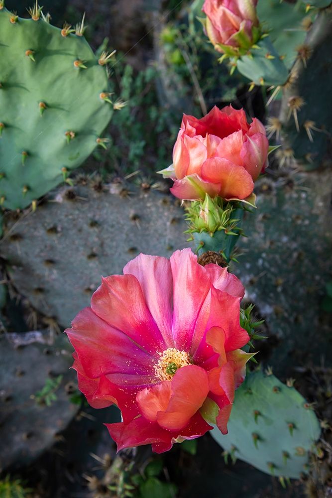 Prickly Pear Cactus (Opuntia sp) blooming art print by Larry Ditto for $57.95 CAD