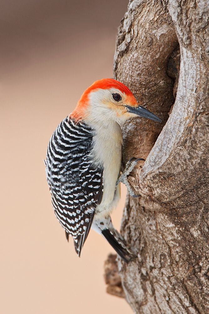 Red-bellied Woodpecker (Melanerpes carolinus) foraging art print by Larry Ditto for $57.95 CAD