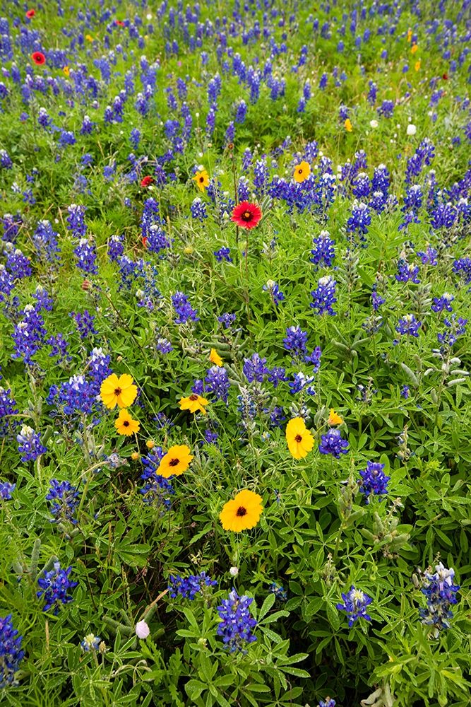 Wildflowers including Texas Bluebonnets (Lupinus texensis) and Slender Greenthread art print by Larry Ditto for $57.95 CAD