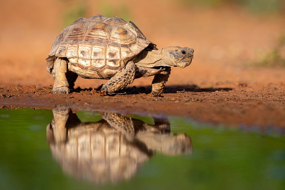 Texas Tortoise (Gopherus berlandieri) walking art print by Larry Ditto for $57.95 CAD