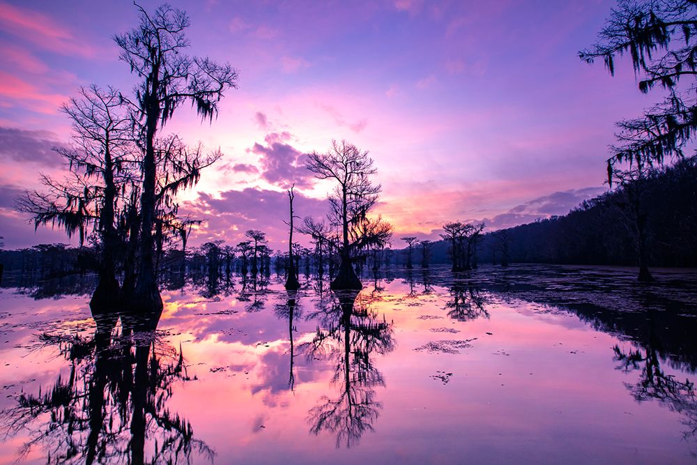 Caddo Lake at sunrise art print by Larry Ditto for $57.95 CAD