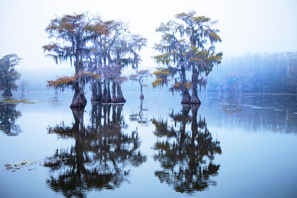 Caddo Lake morning art print by Larry Ditto for $57.95 CAD