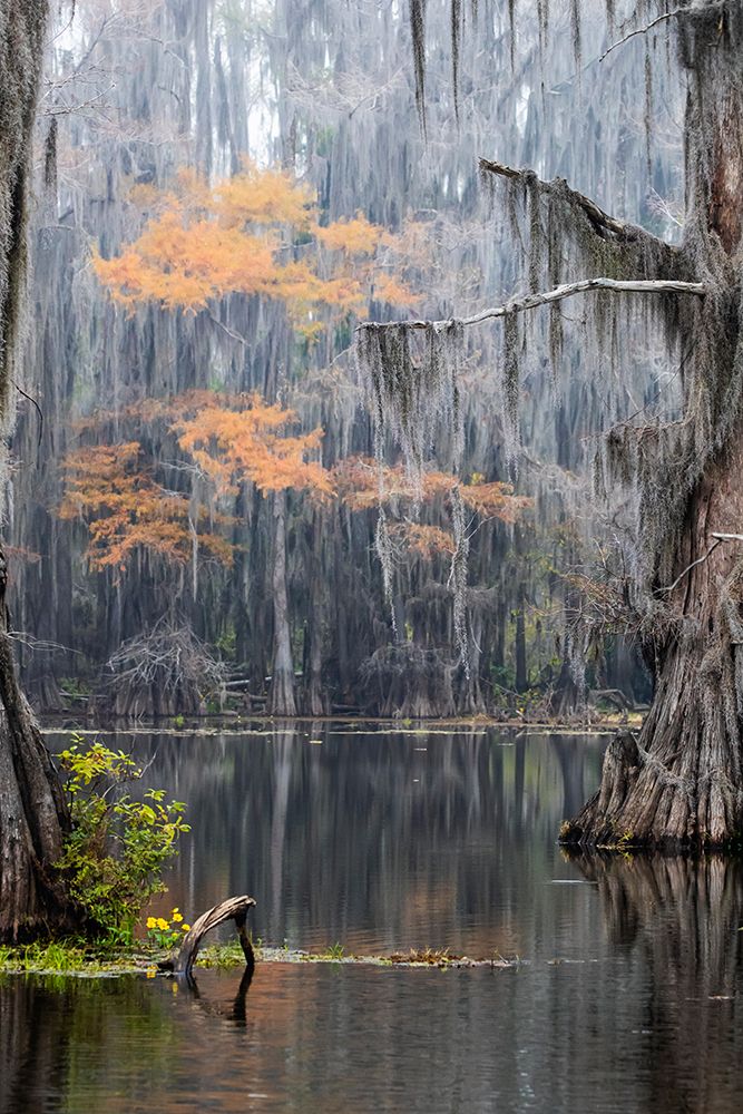 Caddo Lake- Texas art print by Larry Ditto for $57.95 CAD