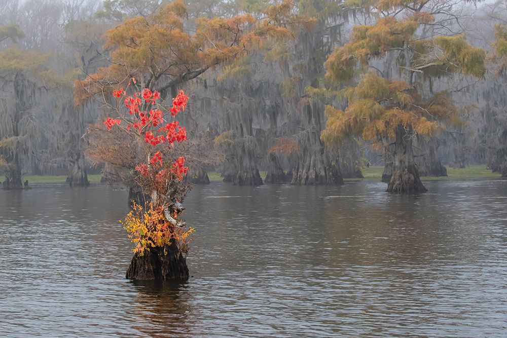 Caddo Lake- Texas with Chinese tallow in fall color art print by Larry Ditto for $57.95 CAD