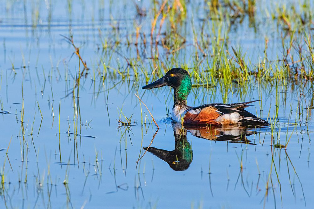 Texas, Cameron County. Laguna Atascosa NWR, northern shoveler male in shallow, freshwater habitat art print by Larry Ditto for $57.95 CAD