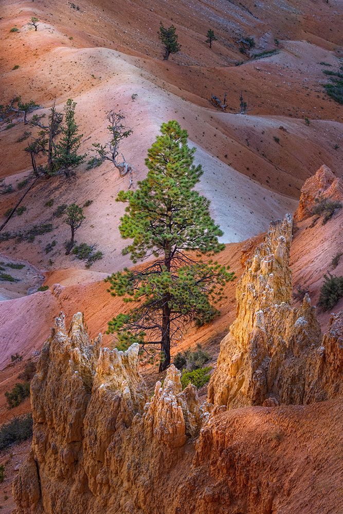 Early morning view of hoodoo formations Bryce Canyon National Park, Utah art print by Adam Jones for $57.95 CAD