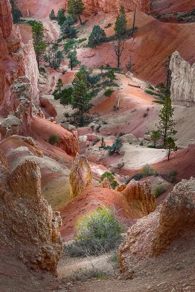 Early morning view of hoodoo formations Bryce Canyon National Park, Utah art print by Adam Jones for $57.95 CAD