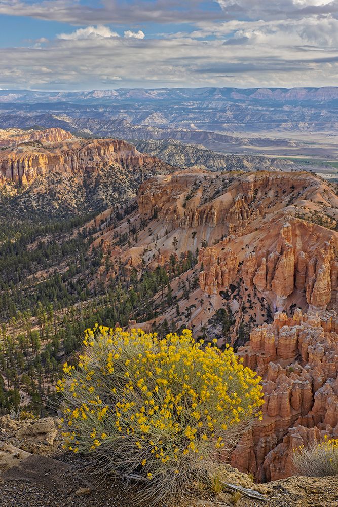 Golden rabbitbrush along rim of Bryce Canyon, Bryce Canyon National Park, Utah art print by Adam Jones for $57.95 CAD