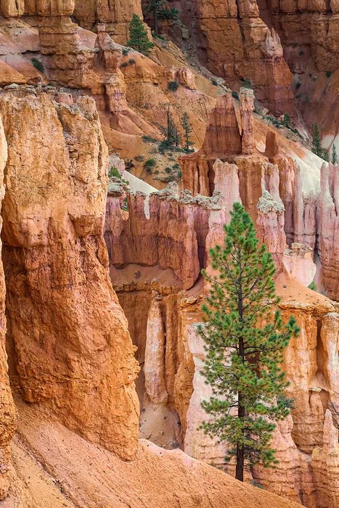 Ponderosa pine and hoodoos Bryce Canyon National Park, Utah. art print by Adam Jones for $57.95 CAD