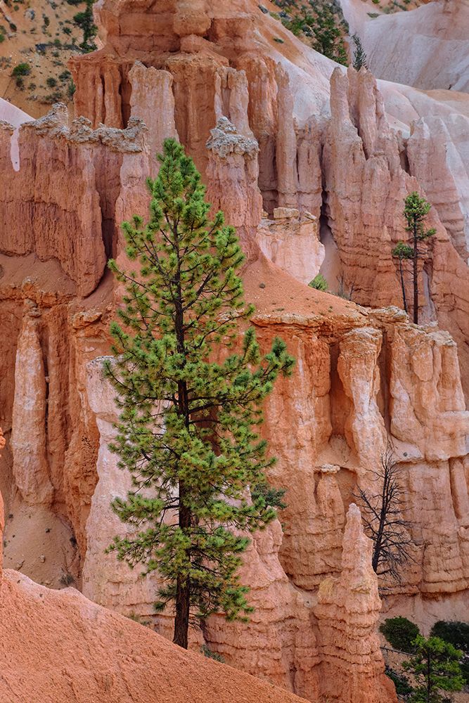 Ponderosa pine and hoodoos Bryce Canyon National Park, Utah. art print by Adam Jones for $57.95 CAD