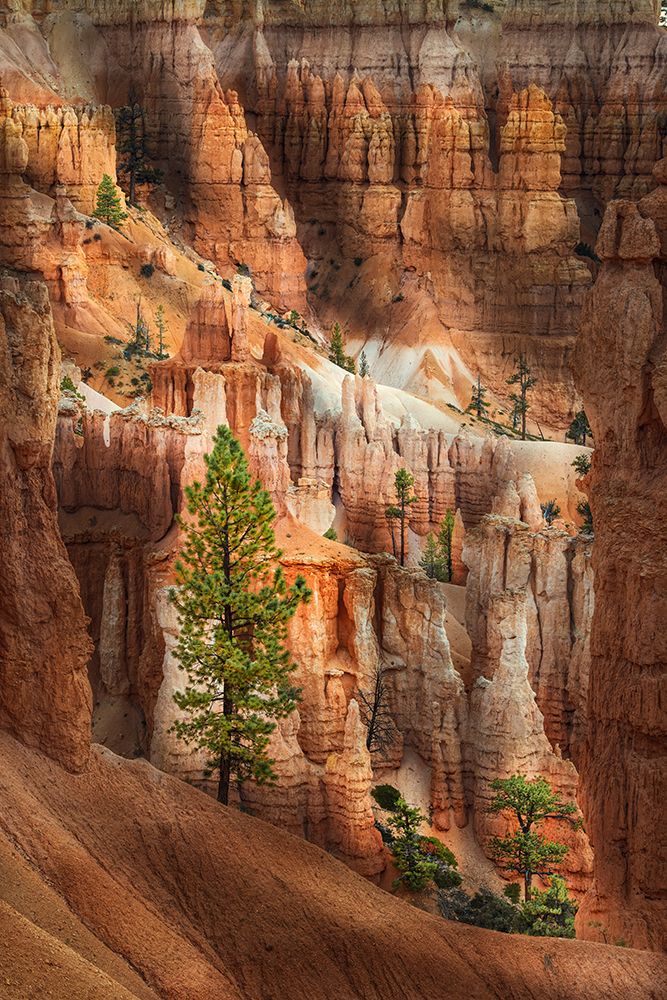 Ponderosa pine and hoodoos Bryce Canyon National Park, Utah. art print by Adam Jones for $57.95 CAD