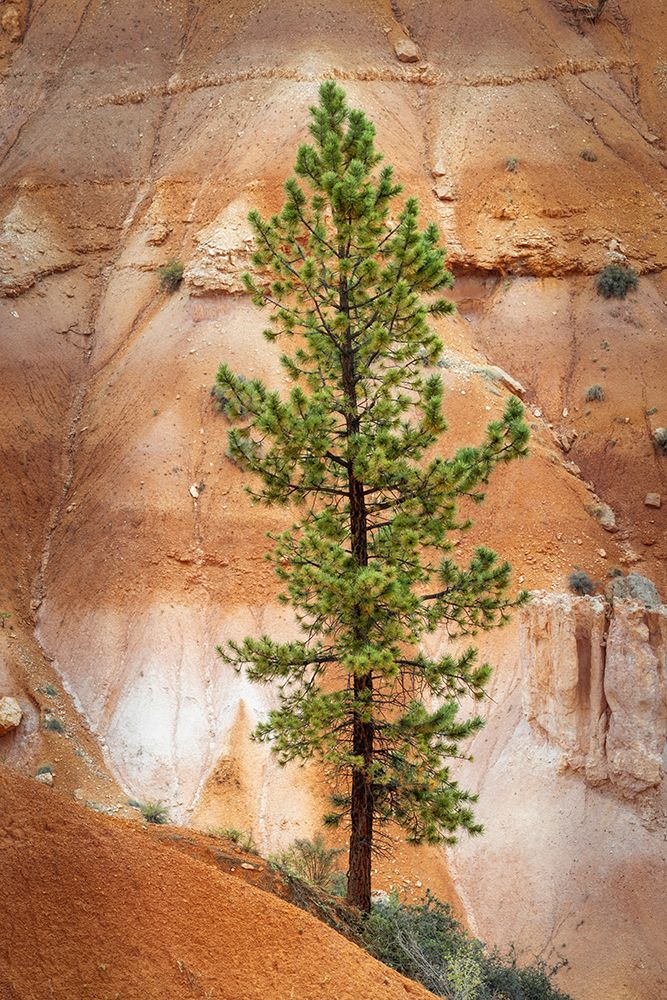 Ponderosa pine and hoodoos Bryce Canyon National Park, Utah. art print by Adam Jones for $57.95 CAD