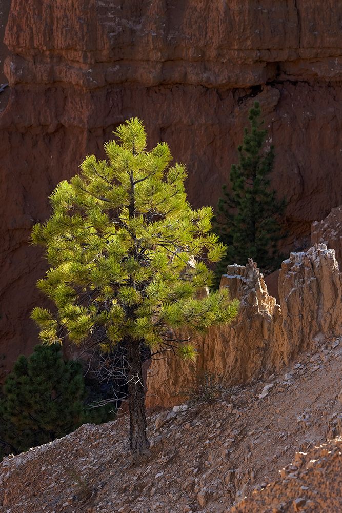 Ponderosa pine and hoodoos Bryce Canyon National Park, Utah. art print by Adam Jones for $57.95 CAD