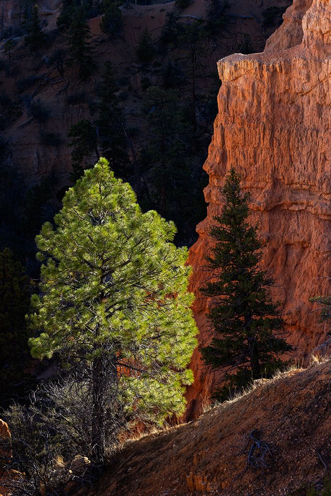 Ponderosa pine and hoodoos Bryce Canyon National Park, Utah. art print by Adam Jones for $57.95 CAD