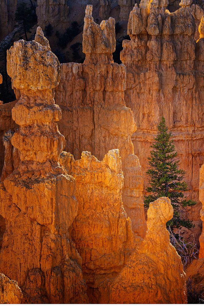 Ponderosa pine and hoodoos Bryce Canyon National Park, Utah. art print by Adam Jones for $57.95 CAD