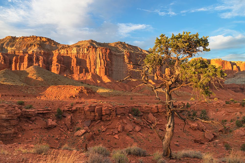 Juniper tree on Panorama Point-Capitol Reef National Park-Utah art print by Alan Majchrowicz for $57.95 CAD