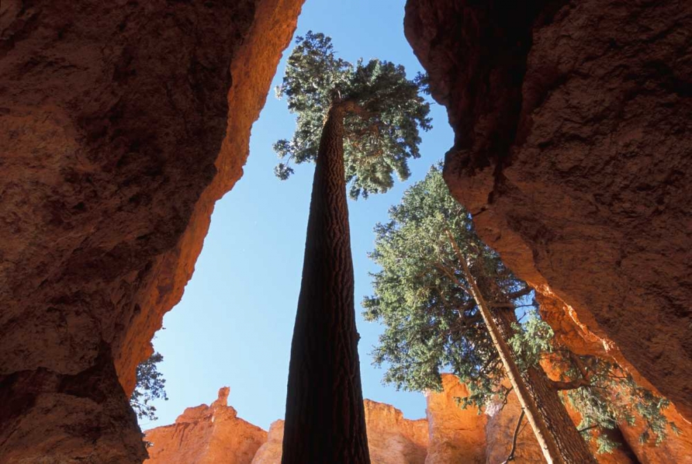 UT, Bryce Canyon Tall pine in Wall Street canyon art print by Bill Young for $57.95 CAD