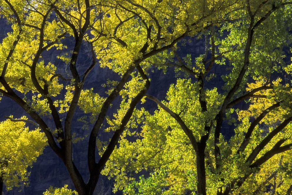 UT, Zion NP, Grotto Backlit cottonwood in autumn art print by Bill Young for $57.95 CAD
