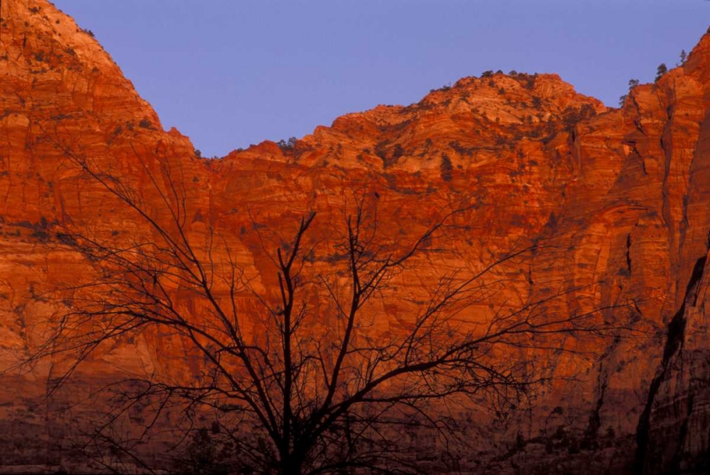 UT, Zion NP Silhouette of barren tree at sunset art print by Bill Young for $57.95 CAD