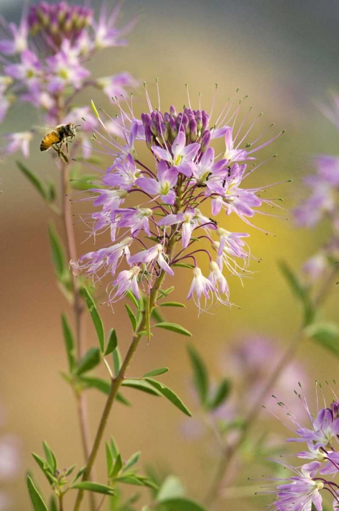 Utah Honey bee landing on mountain bee plant art print by Dave Welling for $57.95 CAD