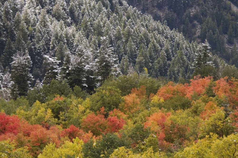 UT, Little Cottonwood Canyon Autumn snowfall art print by Don Grall for $57.95 CAD