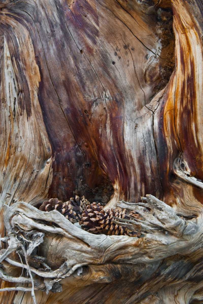 USA, Utah, Zion NP Trunk with fallen pine cones art print by Nancy Rotenberg for $57.95 CAD
